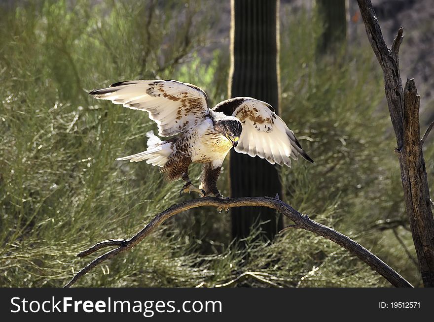 A ferruginous hawk landing on a branch