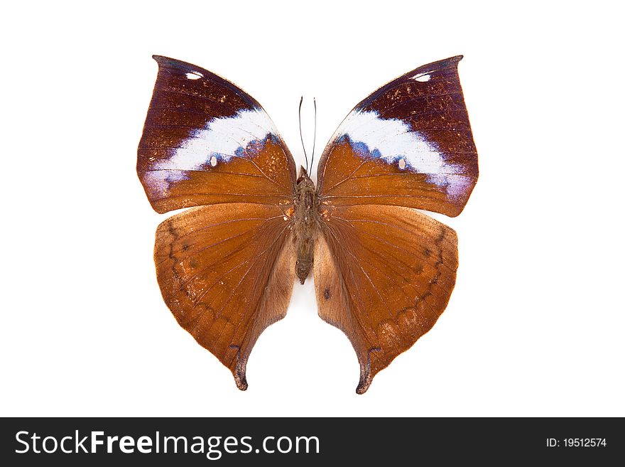 Brown butterfly Kalima paralecta isolated on white background