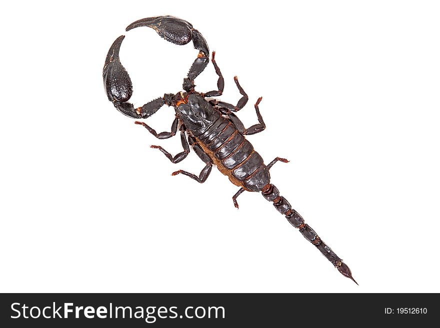 Black scorpion Heterometrus laoticus on white background isolated. Black scorpion Heterometrus laoticus on white background isolated