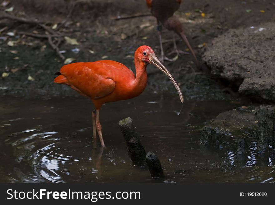 A Scarlet ibis walking in a swamp