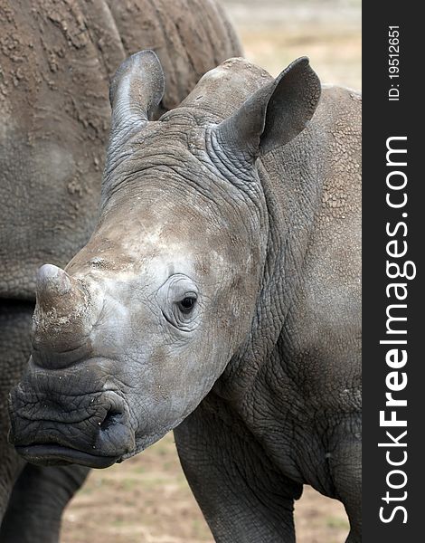 A young white rhino portrait