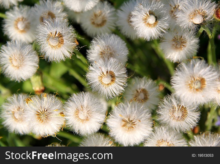 Structure of dandelion flowers