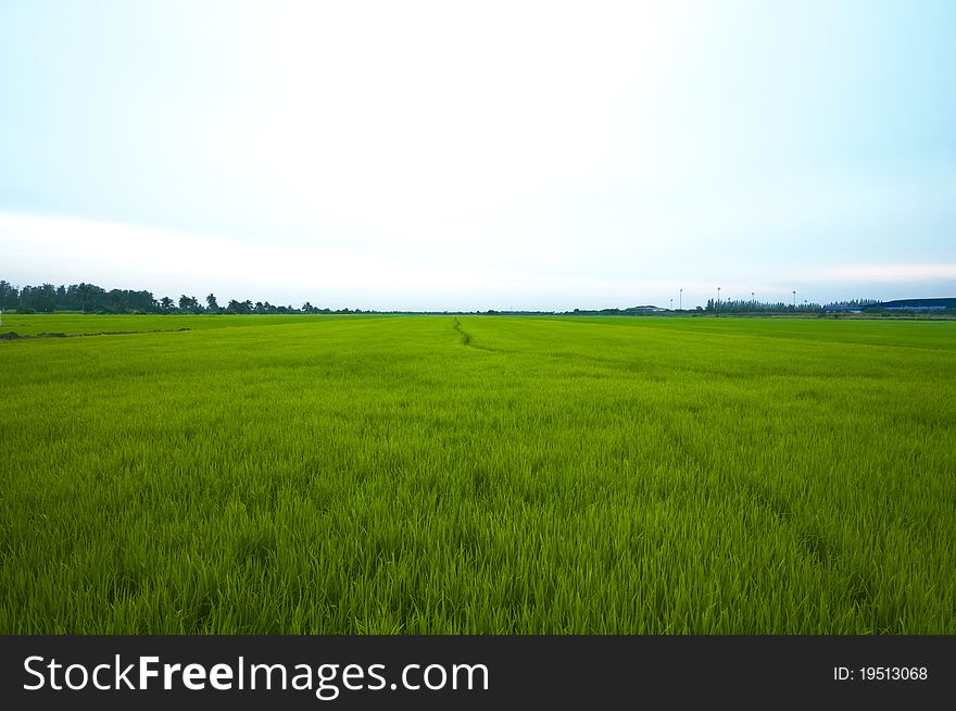 Rice field with light blue sky. Rice field with light blue sky