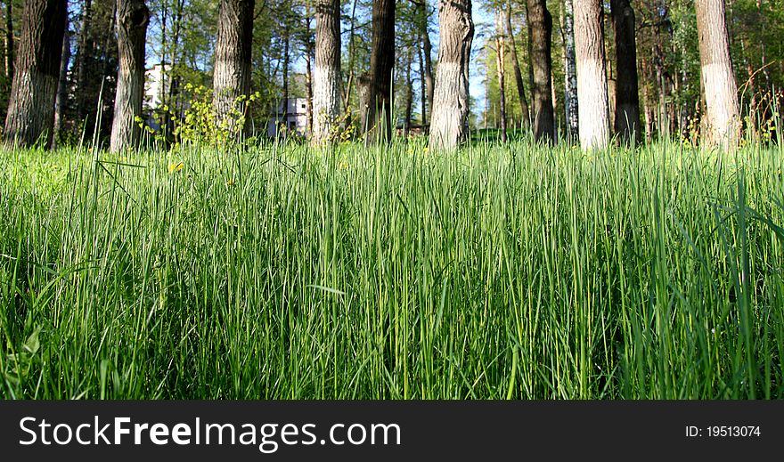 Grass lawn green in the woods. Grass lawn green in the woods