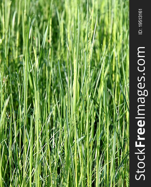 The texture of the green grass lawn. The texture of the green grass lawn