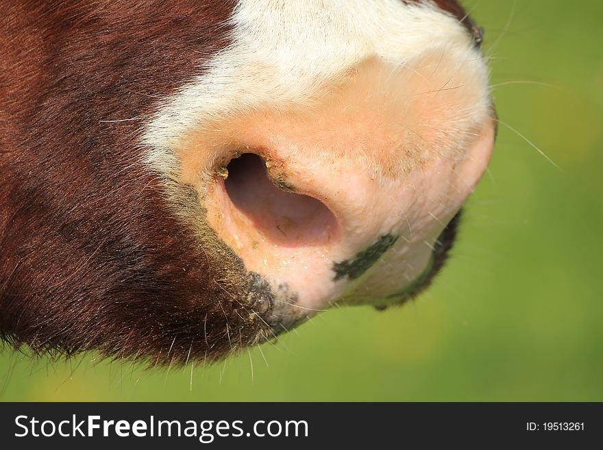 Cow muzzle brown and white