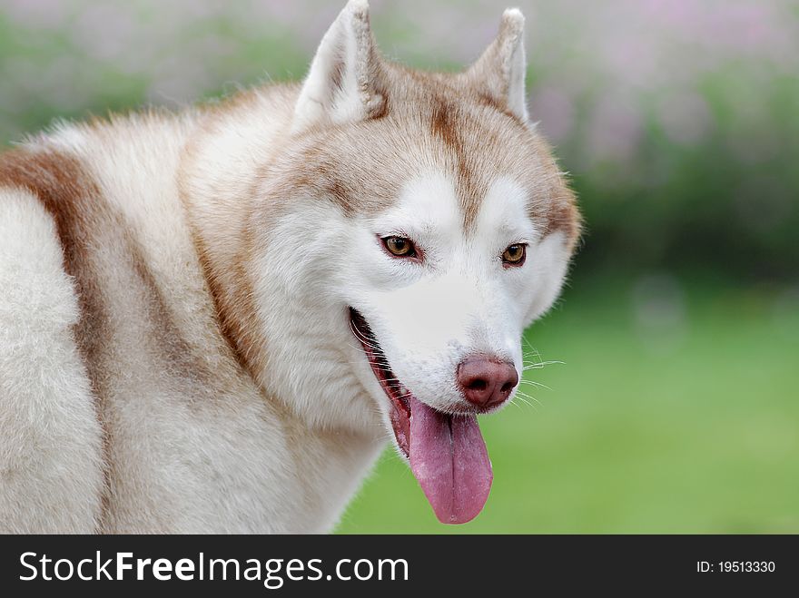 Brown huskies with green background.