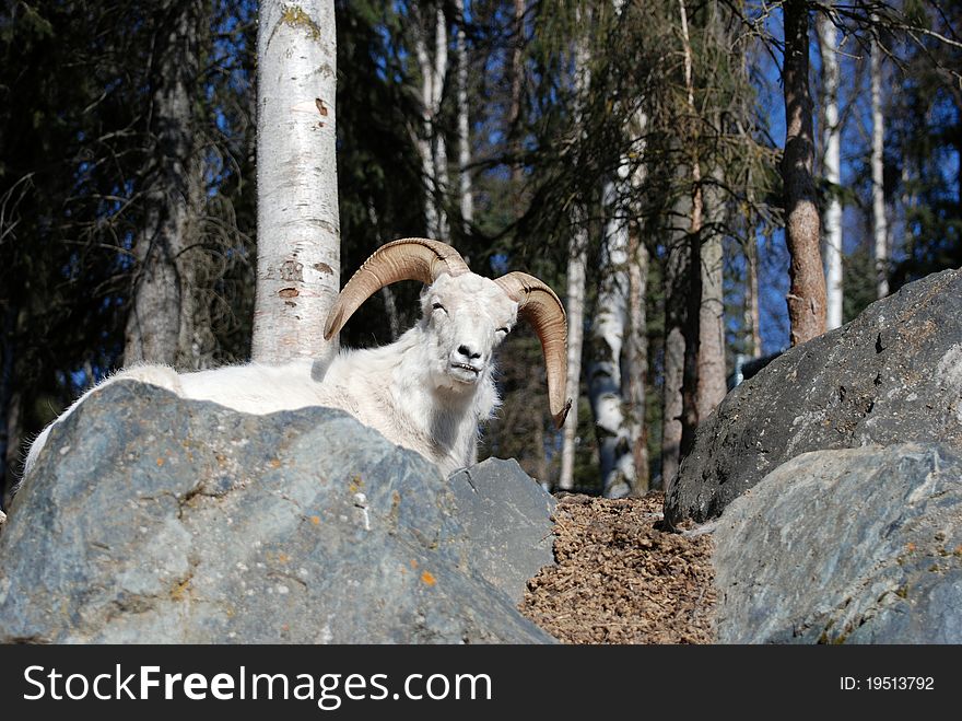 Dahl Sheep On Mountain