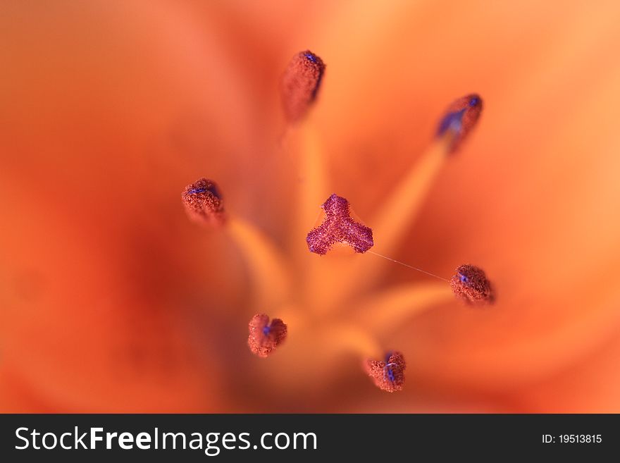 The stamens of a red flower photographed close up (lily, macro). The stamens of a red flower photographed close up (lily, macro)