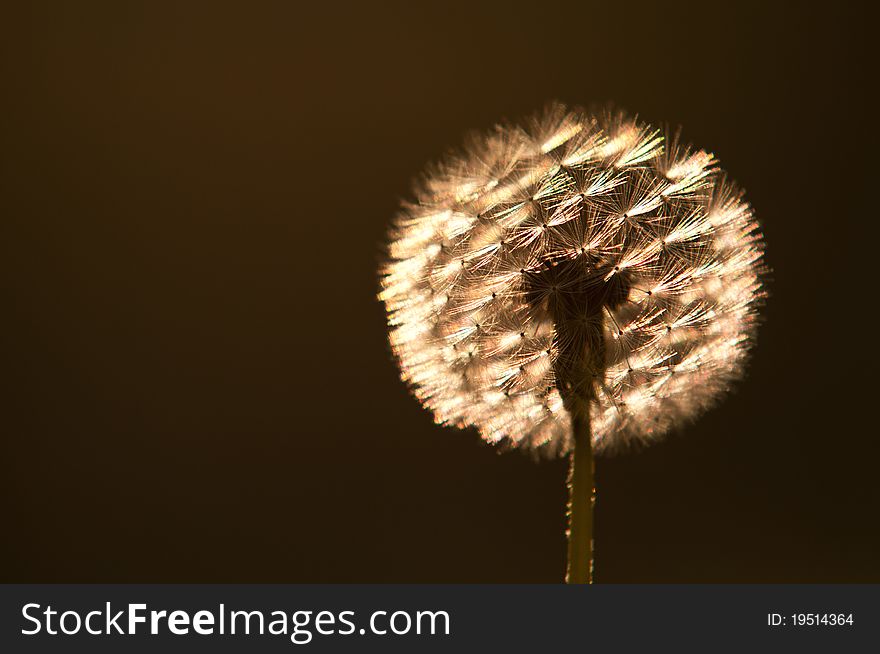 Withered dandelion in the morning light