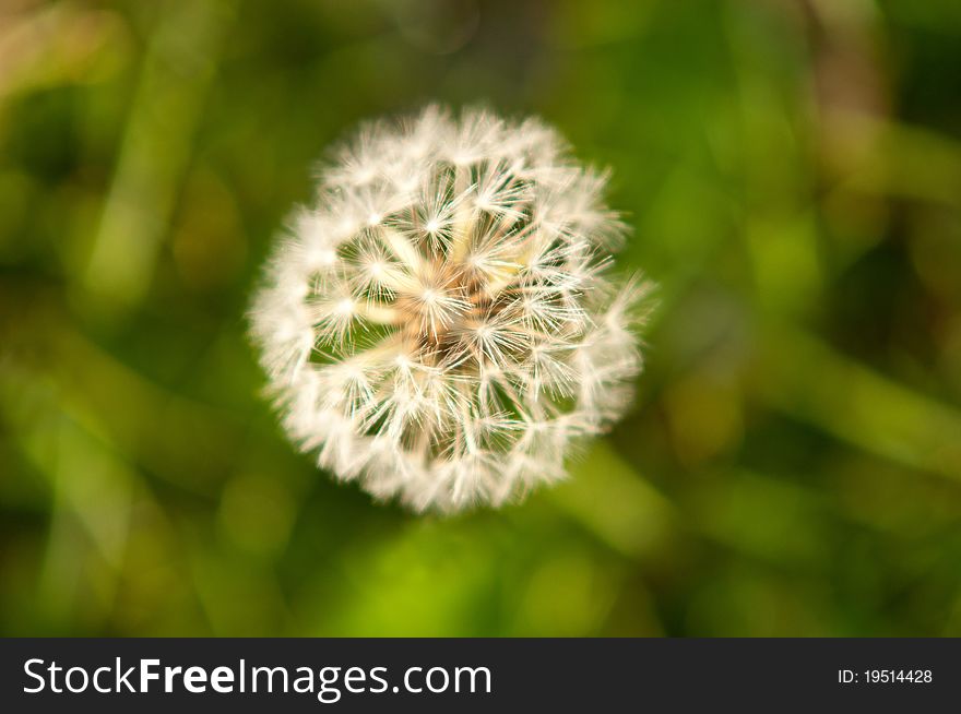 Withered dandelion at Spring Meadow