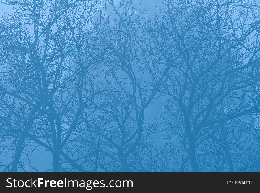 Trees in a forest in the morning mist