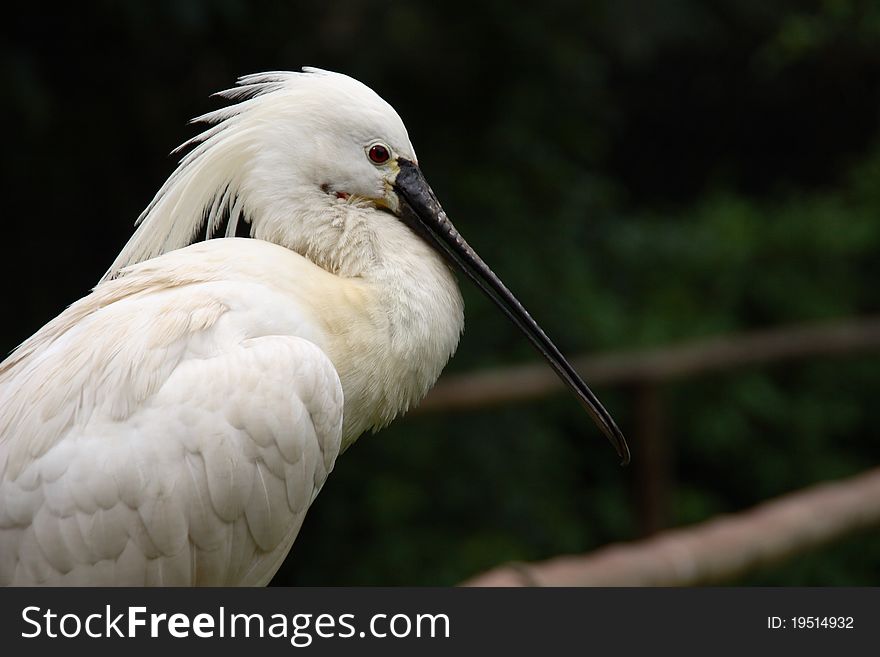 A common spoolbill in Sant'Alessio zoo