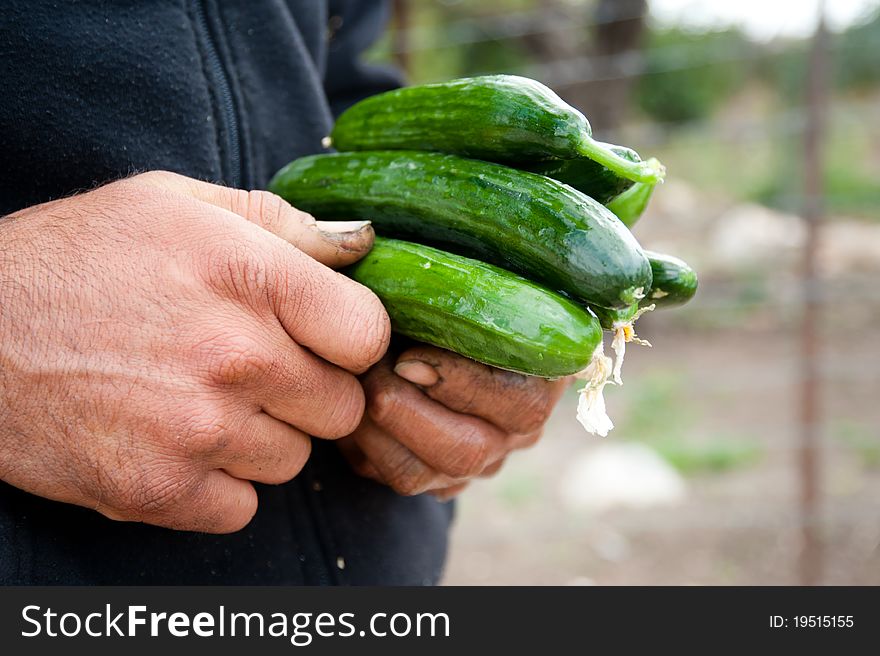 A Palestinian farmer holds a bunch of freshly picked cucumbers in his work-worn hands. A Palestinian farmer holds a bunch of freshly picked cucumbers in his work-worn hands.