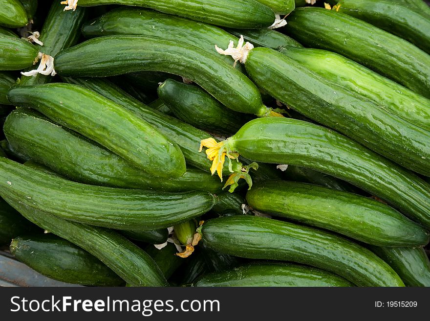 Freshly picked cucumbers on a Palestinian farm in Jayyous, West Bank. Freshly picked cucumbers on a Palestinian farm in Jayyous, West Bank.
