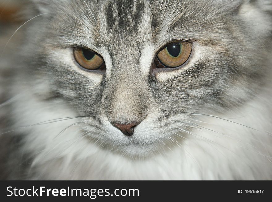 Norsk skogkatt, a prime example of this cat race. This is a female age 9 months. Norwegian cat.