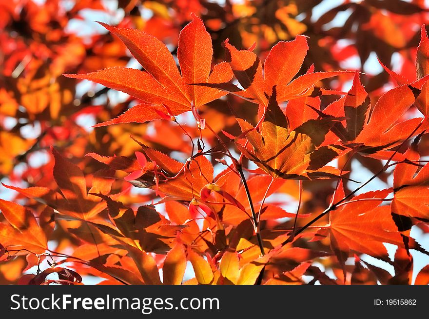 Foliage Of A Japanese Maple