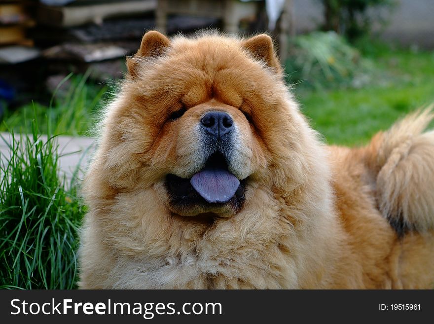 Portrait of dog chow-chow on natural background