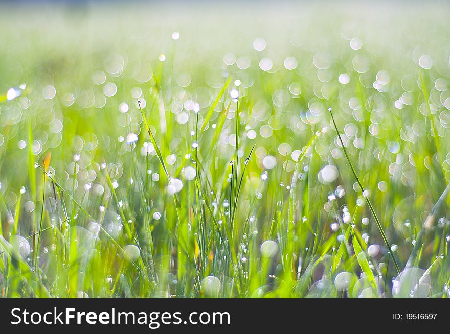 Drops Of Dew On The Grass