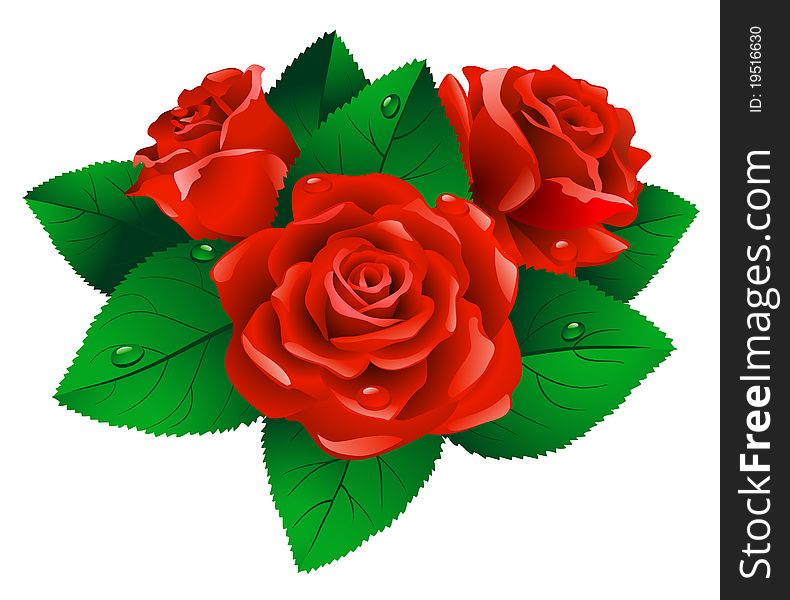 Red roses with green leafs on white background. Red roses with green leafs on white background.