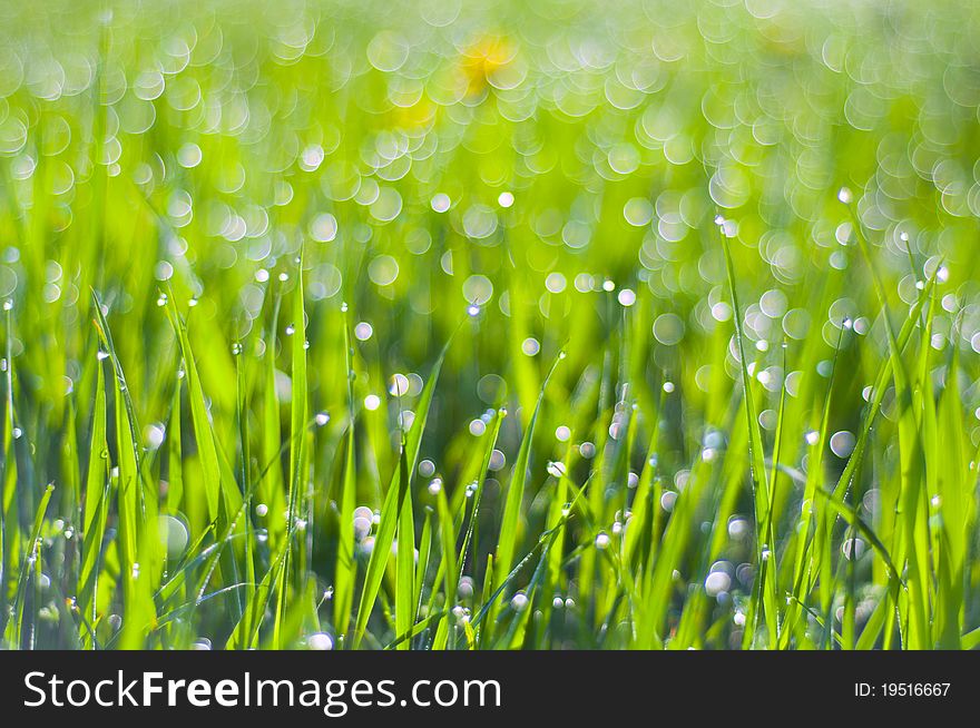 Drops Of Dew On The Grass