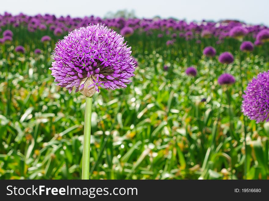 Purple Onion flower in a onion flowerfield in Holland