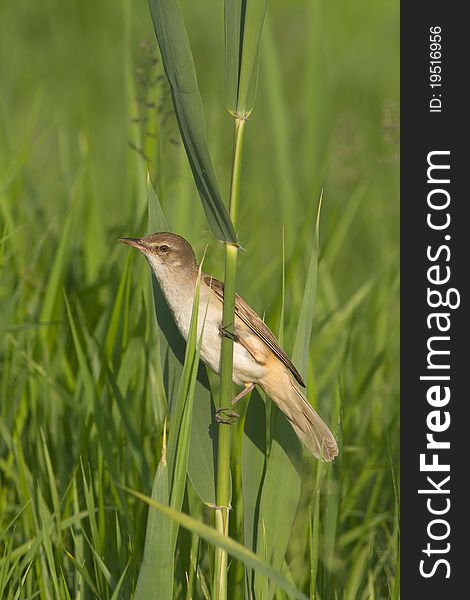 Great Reed Warbler on the reed / Acrocephalus arundinaceus. Great Reed Warbler on the reed / Acrocephalus arundinaceus