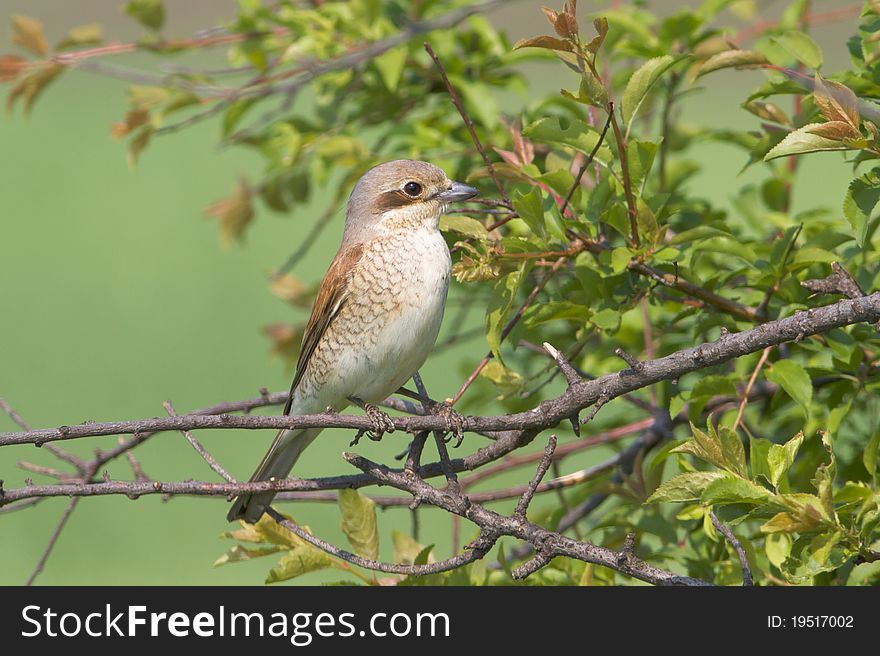 Red backed Shrike / Lanius collurio