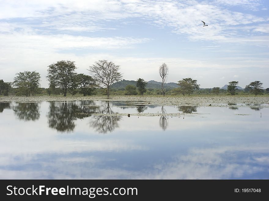 Landscape Of Sri Lanka