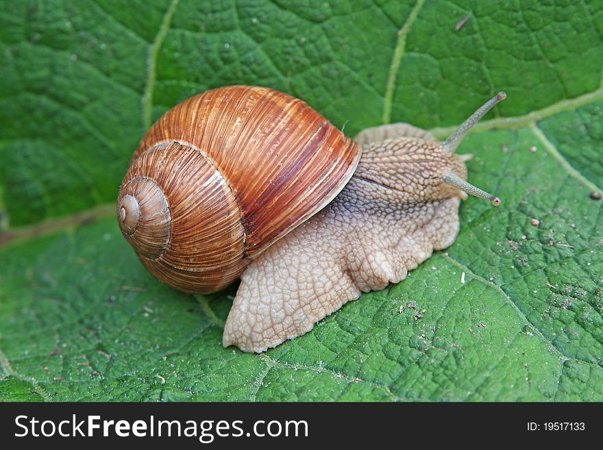 Grape snail on green sheet close-up