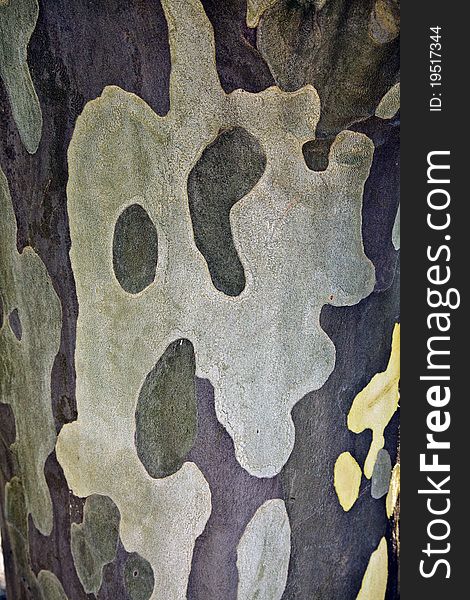 Closeup maple tree bark abstract pattern