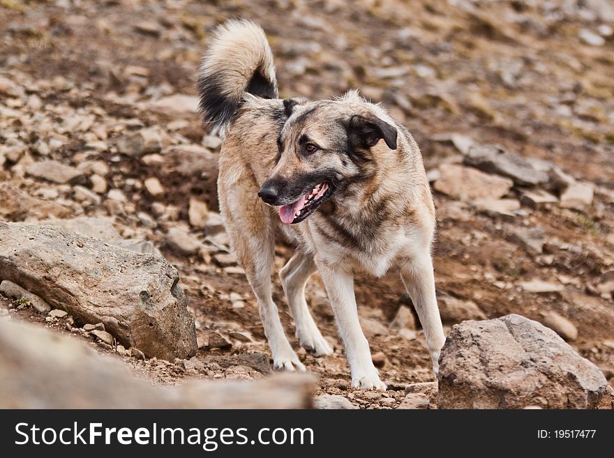 A grey dog looking to the left.