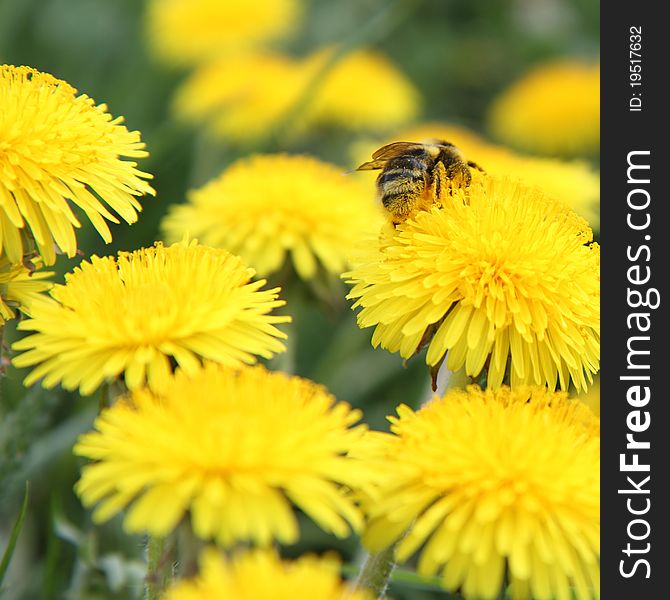 Bumblebee on a dandelion flower