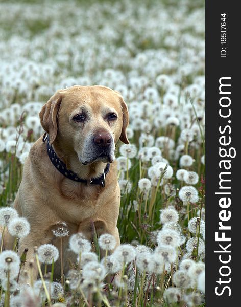 Labrador retriever and the spring meadow