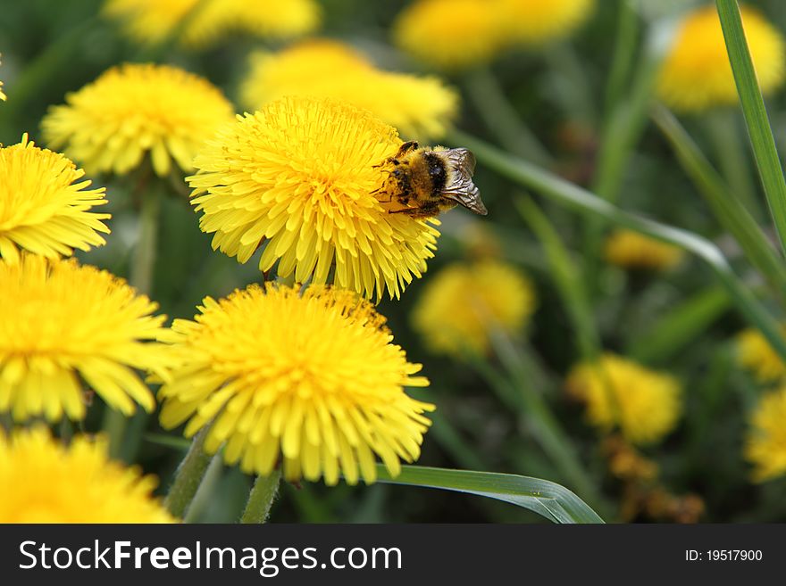 Bumblebee on a dandelion flower