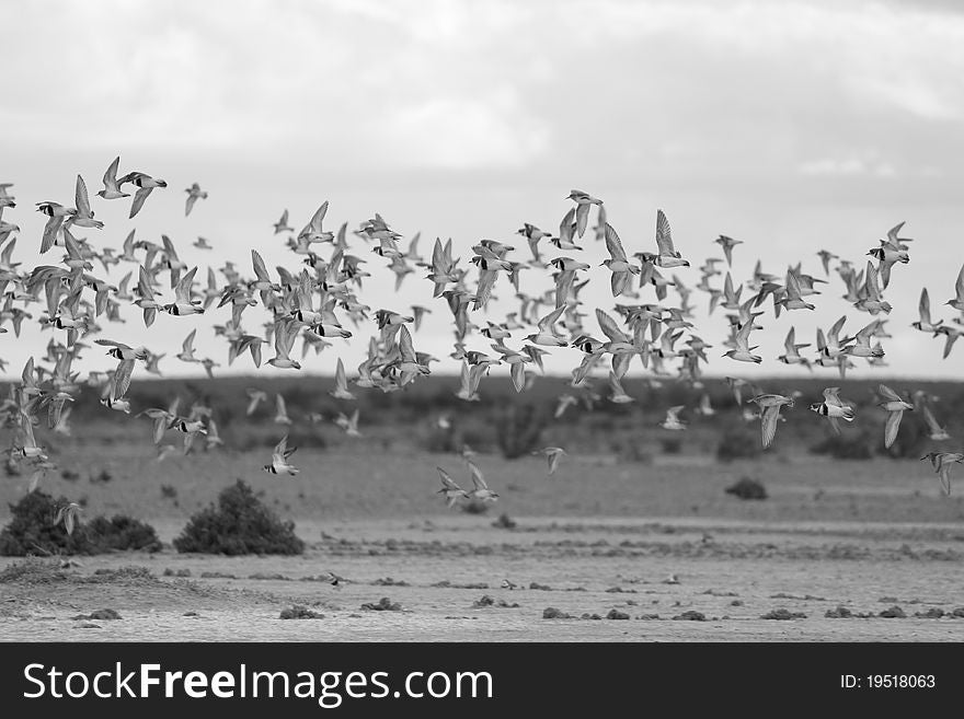 Birds flying over salty area in Bahia Bustamante, Argentina. Birds flying over salty area in Bahia Bustamante, Argentina