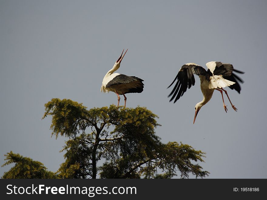 This is a photo of two storks. This is a photo of two storks.