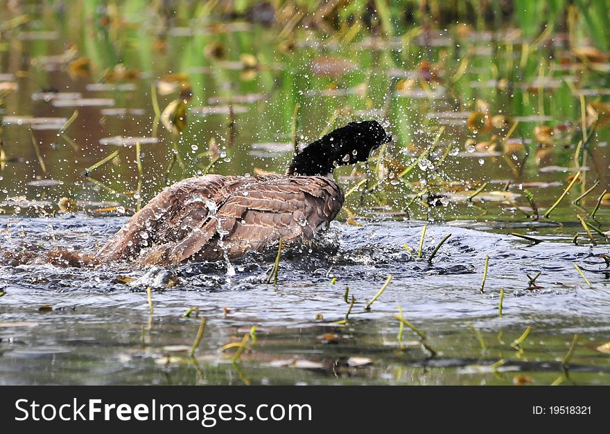 A Canada Goose bathing in a lake. A Canada Goose bathing in a lake