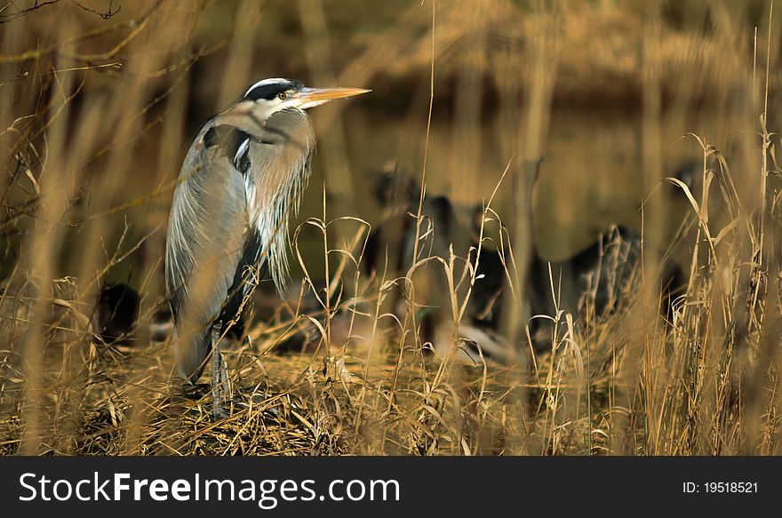 A Great Blue Heron resting by lakeside