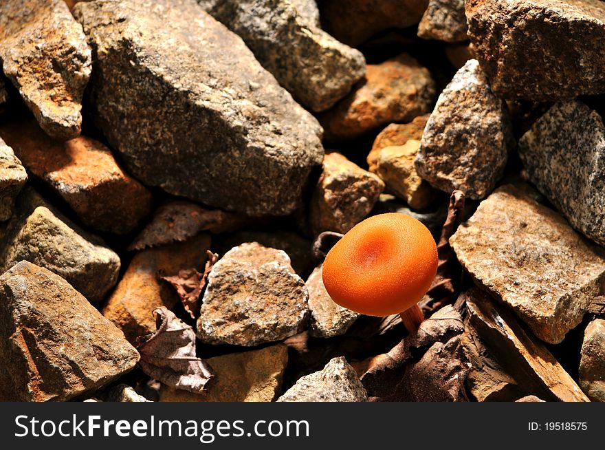 An orange mushroom breakthrough from rocks