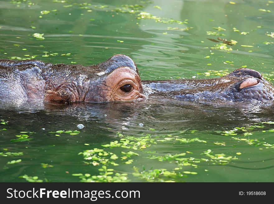 A hippopotamus is swimming in water