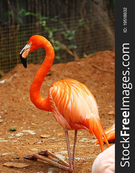 A flamingo is standing and turning the neck