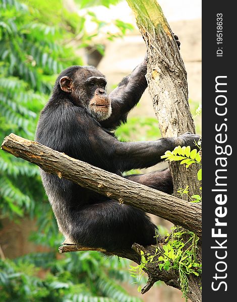 A black gorilla(chimpanzee) on the tree. A black gorilla(chimpanzee) on the tree