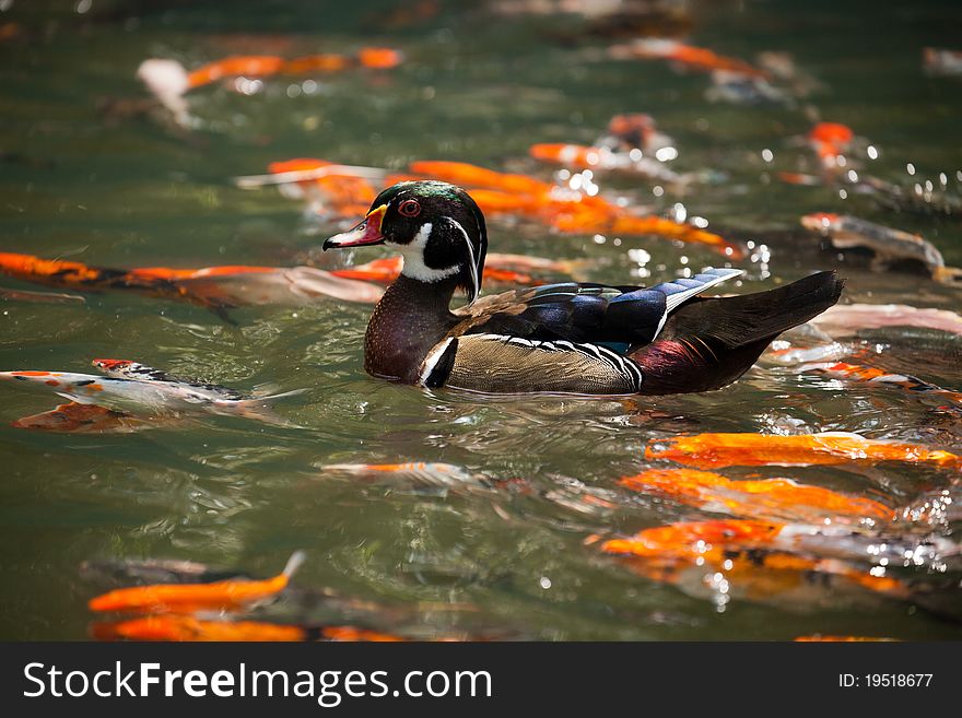 A mandarin duck duckling in the lake.