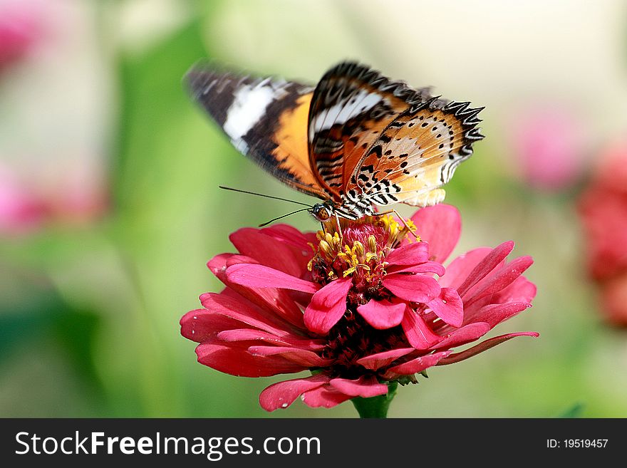 Flower with a butterfly in thailand. Flower scientific name is Zinnia Violacea Cav. Butterfly scientific name is Leopard Lacewing.