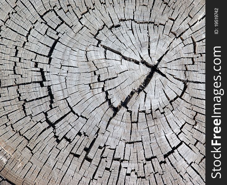 The texture of dry wood. The texture of dry wood.