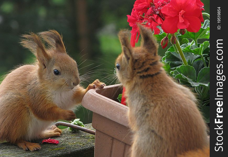 Photo of two squirrels eating and playing.
