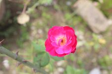 Rose Plant Color Fresh Rose Flower, Green Garden Background Photo. Royalty Free Stock Images