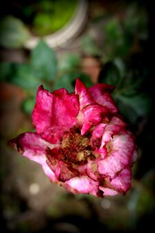 Rose Plant Color Fresh Rose Flower Photo. Stock Images