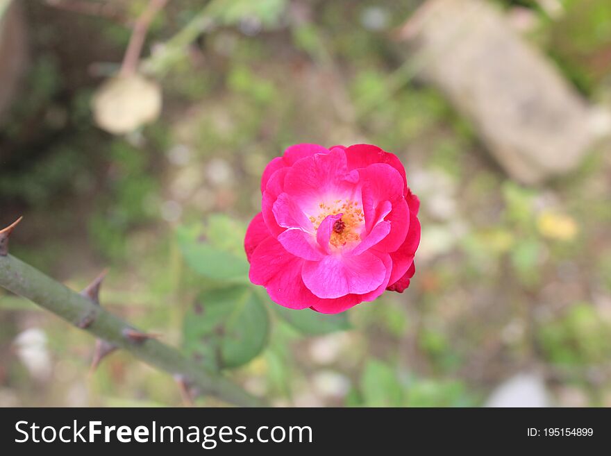 Rose Plant color fresh Rose Flower, Green garden background photo.